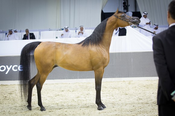 SSS_4147دبي ٢٠١٦