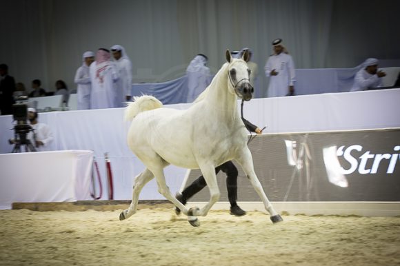 SSS_4155دبي ٢٠١٦