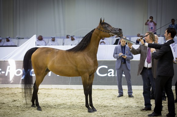 SSS_4168دبي ٢٠١٦