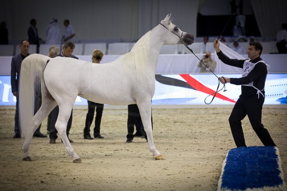 SSS_4196دبي ٢٠١٦