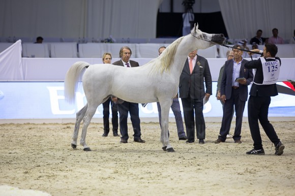 SSS_4206دبي ٢٠١٦