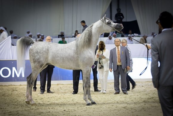 اي اس حرير E.S. HARIR 

(AJ DINAR x TF MAGNUM’S MAGIC)
مربط الصقران
