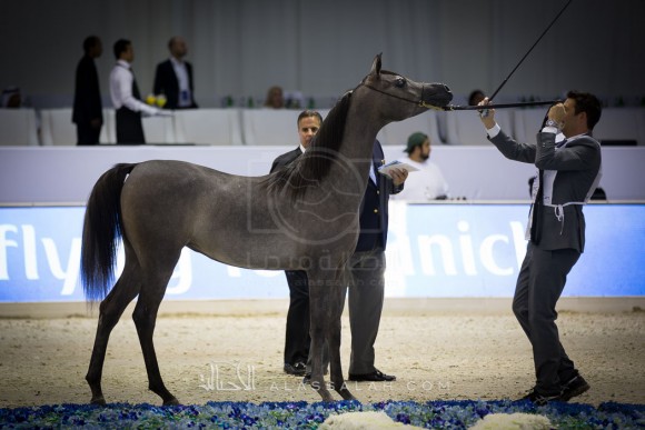 دي عجايب D AJAYEB 
(RFI FARID x LADI VERONIKA)
مربط دبي