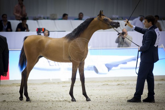 ماريا اباال HDM MARIA APAL
(RFI FARID x WW IMANIA-APAL)
مربط عجمان
