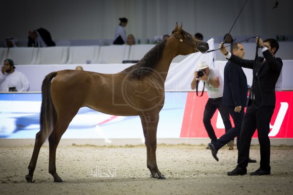 دبي ٢٠١٦ Dubai