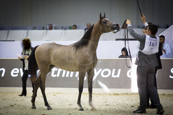 دي سراج D SERAJ 

(FA EL RASHEEM x LADI VERONIKA)
مربط دبي
