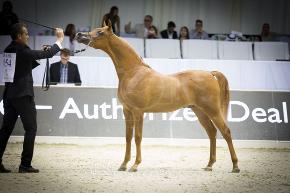 نوماس الخالدية NOMAS AL KHALEDIAH II

(MARQUIS CAHR x HAIFA AL KHALEDIAH)
مزرعة الخالدية
