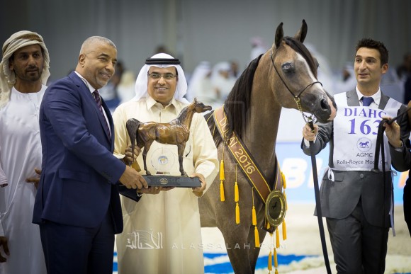 دي سراج D SERAJ 

(FA EL RASHEEM x LADI VERONIKA)
مربط دبي
