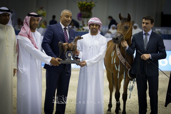 ع ج جبران AJ JABRAN 

(KANZ AL BIDAYER x PRINCESS OF JUSTICE)
مربط عجمان
