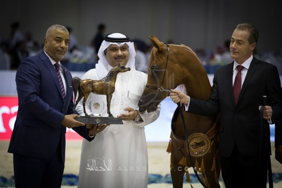 نوماس الخالدية NOMAS AL KHALEDIAH II

(MARQUIS CAHR x HAIFA AL KHALEDIAH)
مزرعة الخالدية
