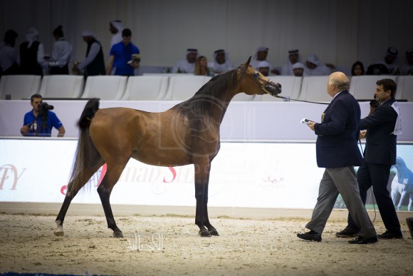 ع ج سواري AJ SAWARI 
(MARWAN AL SHAQAB x SIBERIA SA)
مربط عجمان
