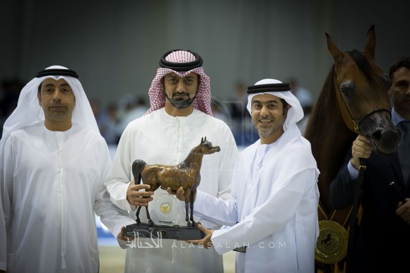 ع ج سواري AJ SAWARI 
(MARWAN AL SHAQAB x SIBERIA SA)
مربط عجمان
