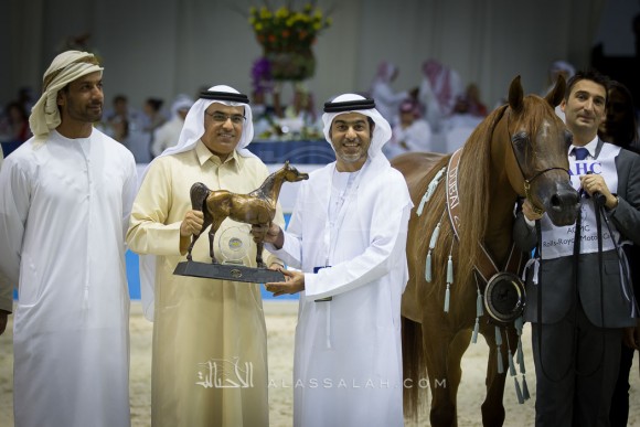ايلي فلامينكا ELLE FLAMENCA 
(AJMAN MONISCIONE x ALLAMARA MA)
مربط دبي

