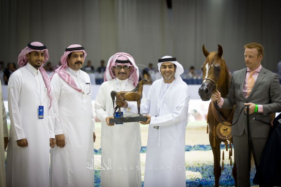برهاني شريفة BOURHANI SHARIFA 
(AJMAN MONISCIONE x PSYNESICA)
مربط المعود
