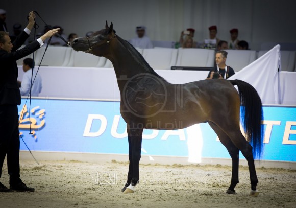 زاهر المعود ZAHER AL MUAWD 

(EQUATOR x ESPINILLA)
مربط الخادية

