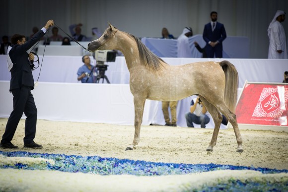 ع ج عزام AJ AZZAM 

(AJ MARDAN x YSADORA)
مربط عجمان
