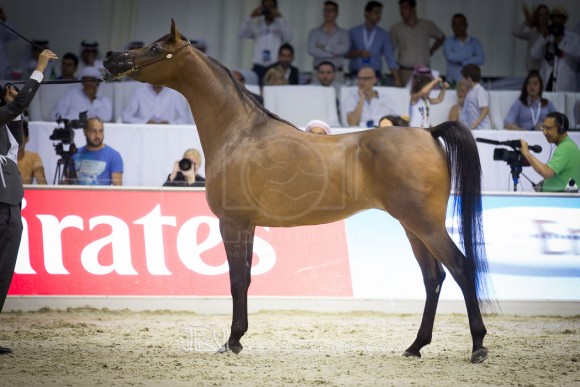 دونا مولتا بيلا DONNA MOLTA BELLA SRA 
(DA VALENTINO x RD FABREANNA)
مربط الصقران

