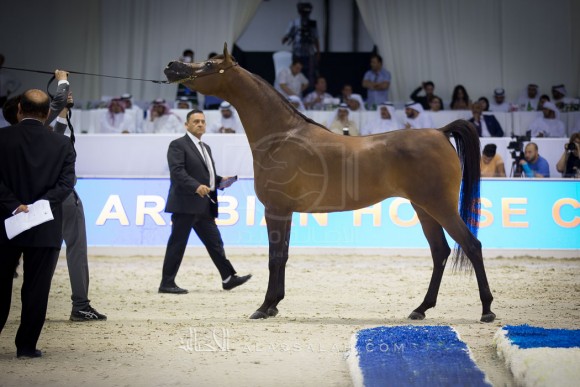 دبي ٢٠١٦ Dubai