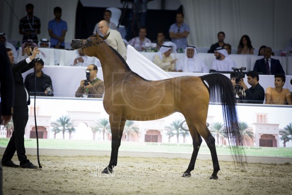 نجده الزبير NAJDAH AL ZOBAIR 
(MARWAN AL SHAQAB x JFN BINT LUDHAN)
مربط الزبير
