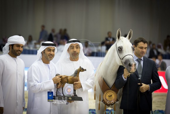 بدويه BADAWIEH AA 
(LAHEEB x BAHIHA)
مربط عجمان
