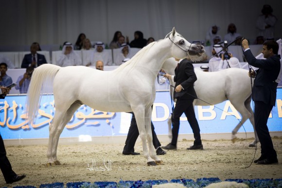 شنقهاي SHANGHAI EA 

(WH JUSTICE x SALYMAH)
مربط عجمان
