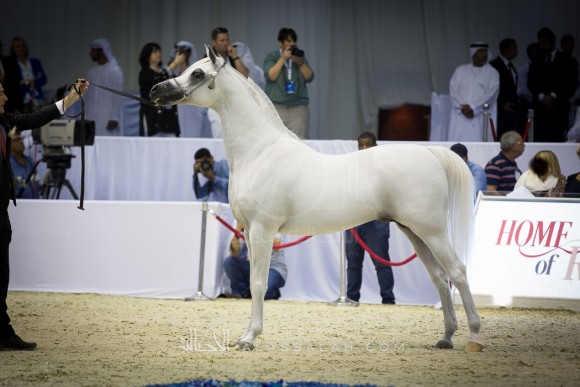 بانديروس BAANDEROS

(MARWAN AL SHAQAB x HB BESSOLEA)
مربط الخالدية
