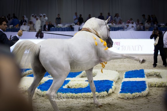 شنقهاي SHANGHAI EA 

(WH JUSTICE x SALYMAH)
مربط عجمان
