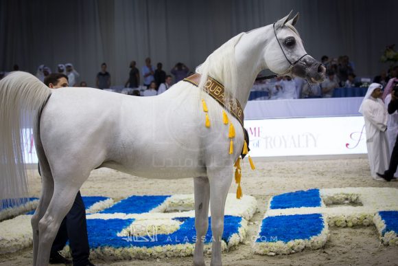 شنقهاي SHANGHAI EA 

(WH JUSTICE x SALYMAH)
مربط عجمان
