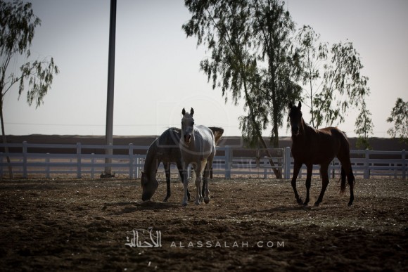 مربط الزبير - عام
