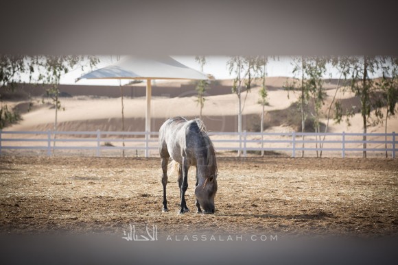 مربط الزبير - عام