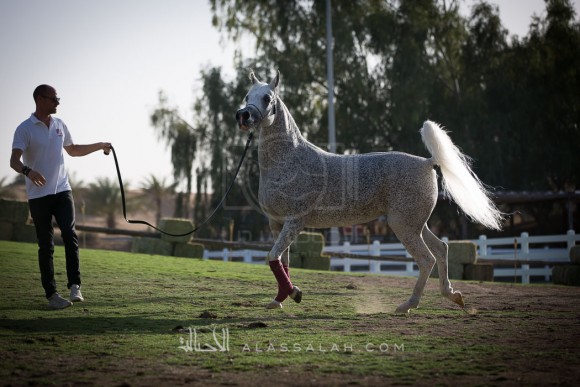 مربط الزبير - عام