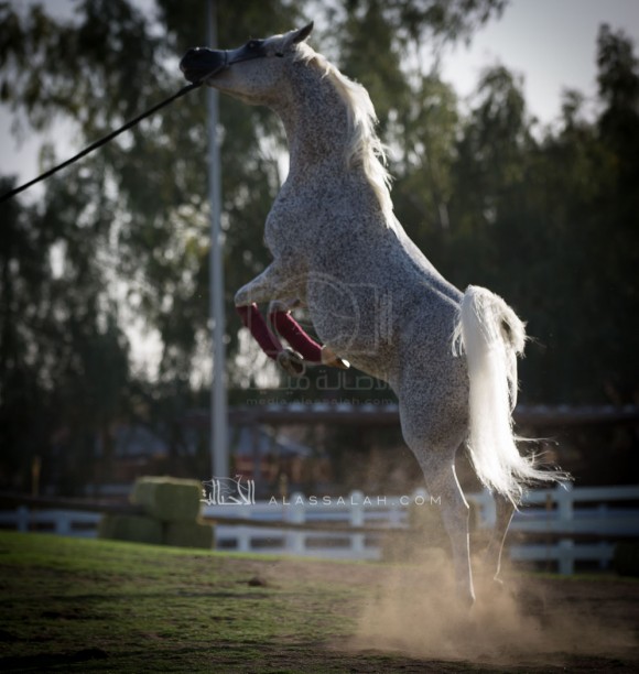 مربط الزبير - عام