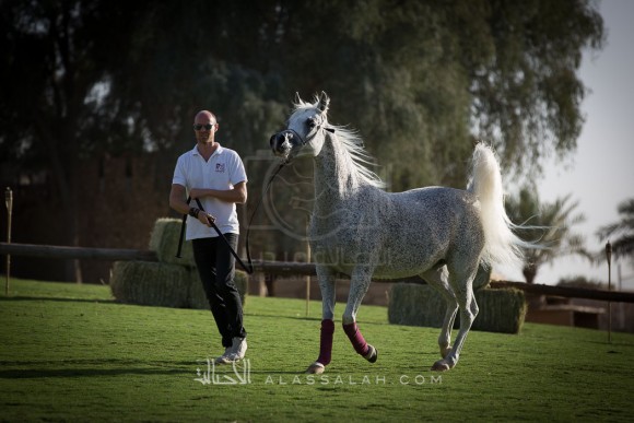 مربط الزبير - عام