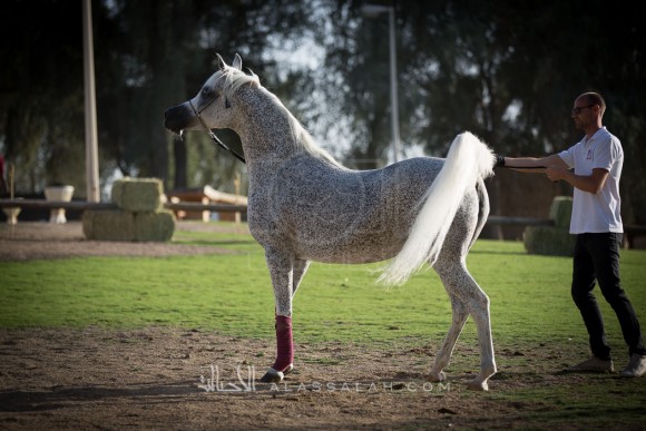 مربط الزبير - عام