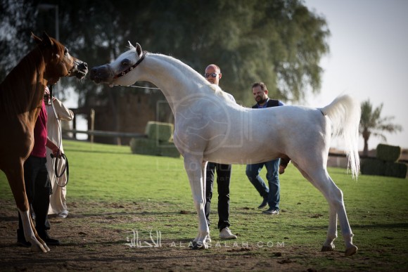 مربط الزبير - عام