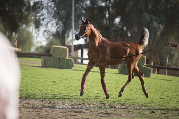 مربط الزبير - عام