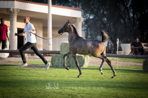 مربط الزبير - عام