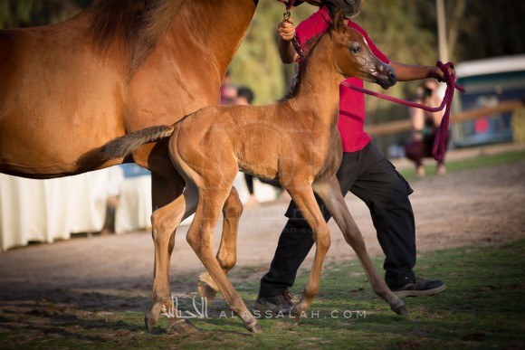 مربط الزبير - عام