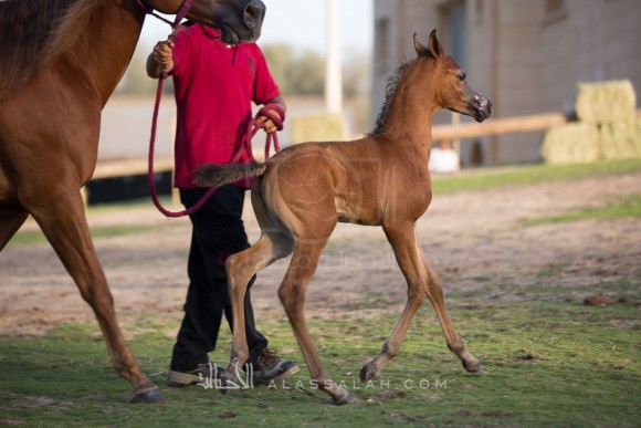 مربط الزبير - عام