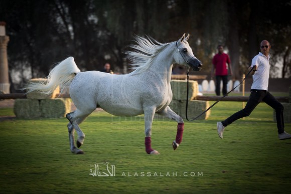 مربط الزبير - عام