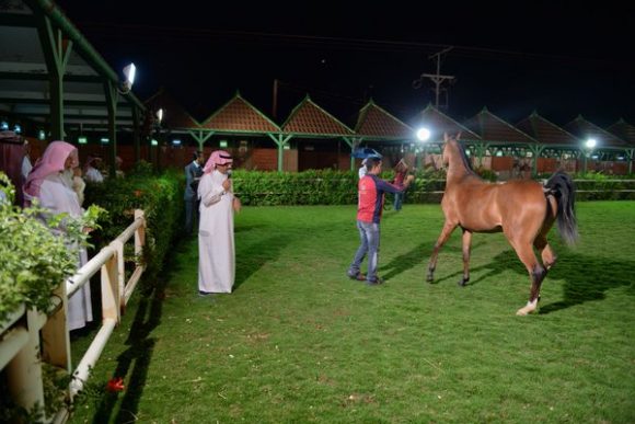 زيارة مربط المعود CgPiscvWIAEfK5o