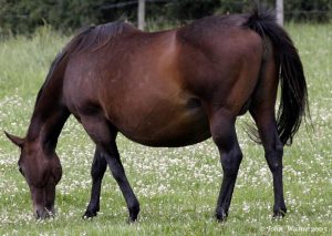 pregnant-mare