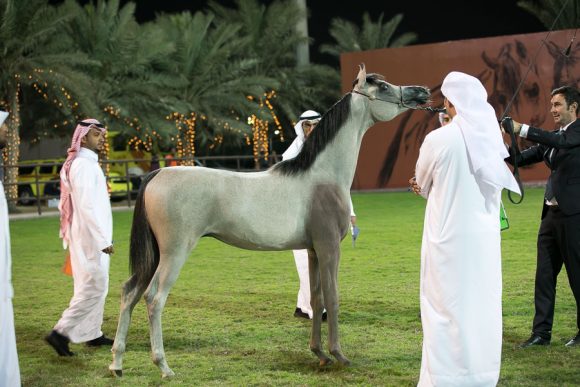 طفله الزبير (اس.ام.اي.ماجيك وان x إموزيوني الفنتور) مربط الزبير.