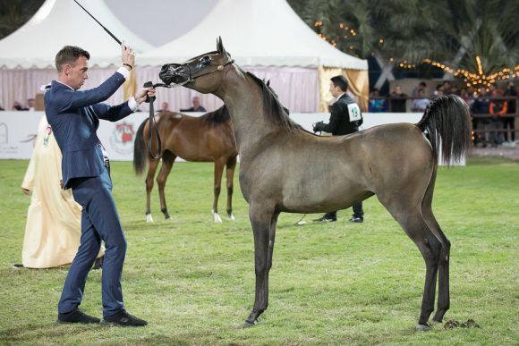  رعبوبه الهواجر (دومينيك ام x لكي ستار) مربط الهواجر.