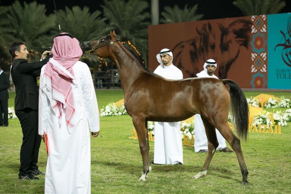   دي شعله (اف اي الرشيم x اف تي شيلة) مربط دبي.