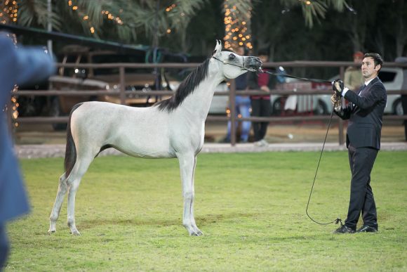 طفله الزبير (اس.ام.اي.ماجيك وان x إموزيوني الفنتور) مربط الزبير.