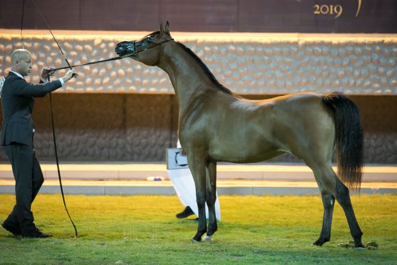إرالدينيا اف (ايميرالد جي x اينرجا) مربط بن هميلة.