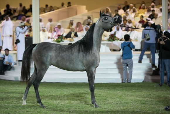 دي شيهانه (اف اي الرشيم x دي شهلا) مربط دبي.