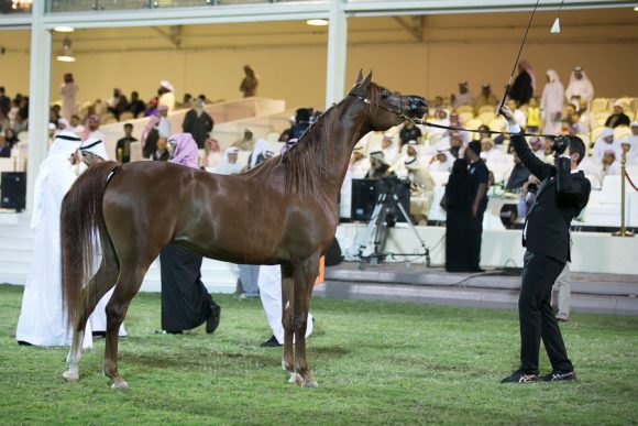 ستار اوف الزبير (عجمان مونيسيون x اس رابسودي) مربط الزبير.