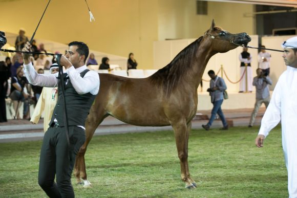 ستار اوف الزبير (عجمان مونيسيون x اس رابسودي) مربط الزبير.